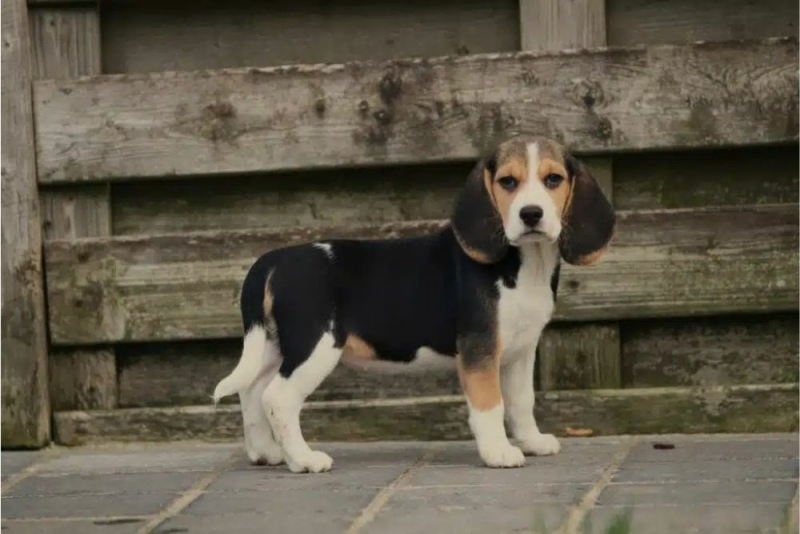 Beagle en kinderen