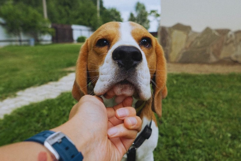 Beagle Opvoeding en Training