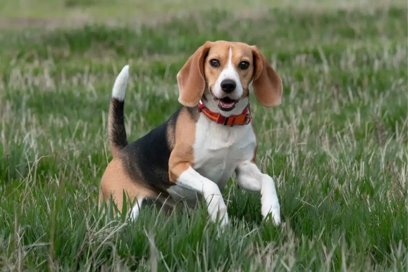 Beagle Karaktereigenschappen: Vriendelijk, Energiek en Nieuwsgierig