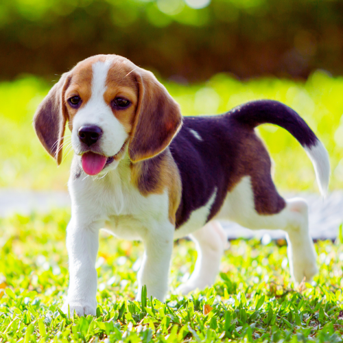Beagle pups te koop