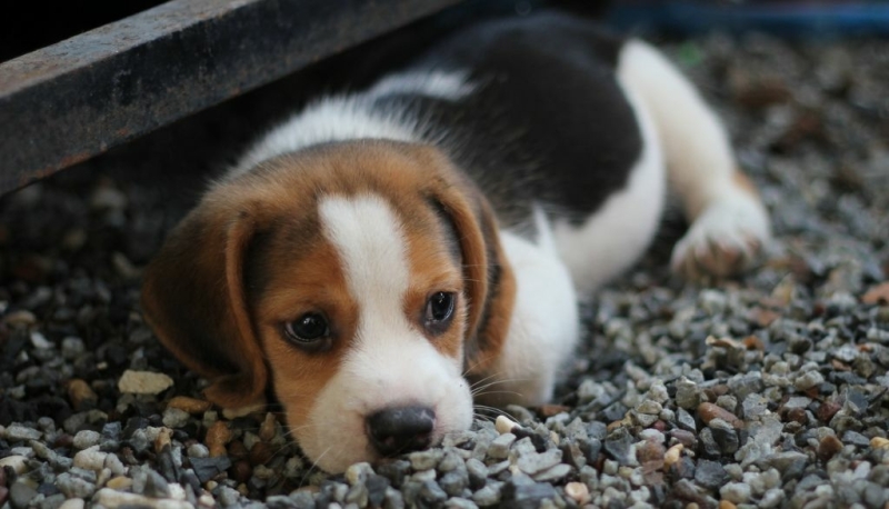 Beagle pups te koop