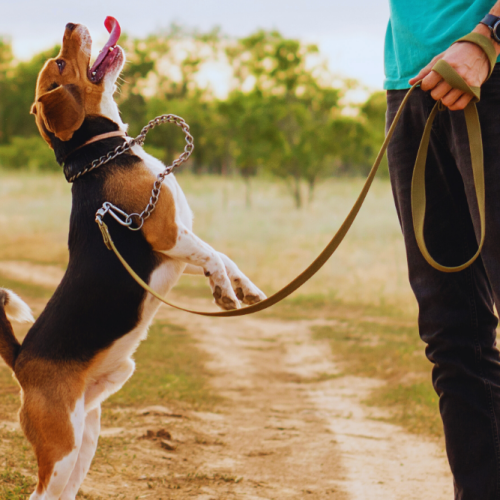 Beagle puppy's in verschillende kleuren