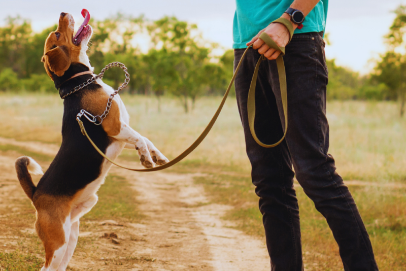 Beagle Opvoeding en Training