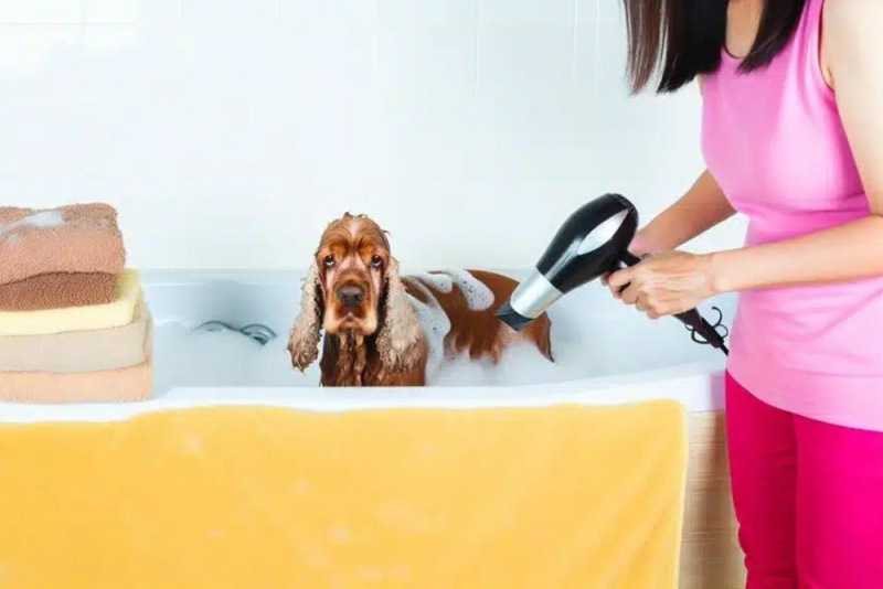 Hoe vaak moet ik een Cocker Spaniel wassen? Hoe vaak moet ik een Cocker Spaniel wassen?