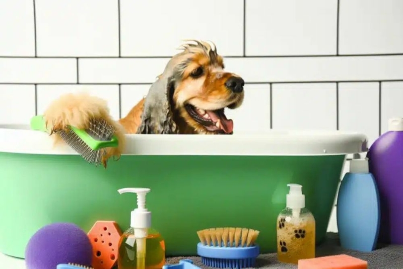 Hoe vaak moet ik een Cocker Spaniel wassen? Hoe vaak moet ik een Cocker Spaniel wassen?