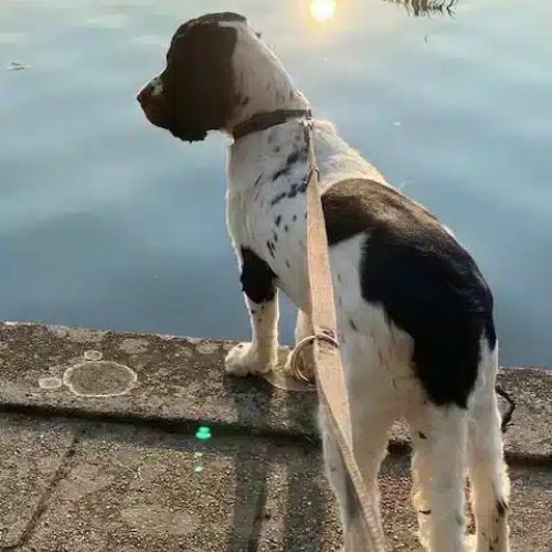 engelse cocker spaniel