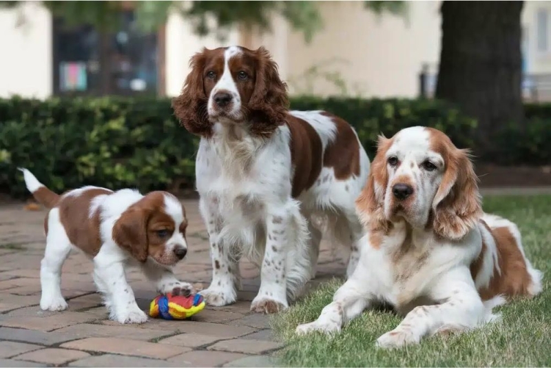 hoe oud wordt een cocker spaniel