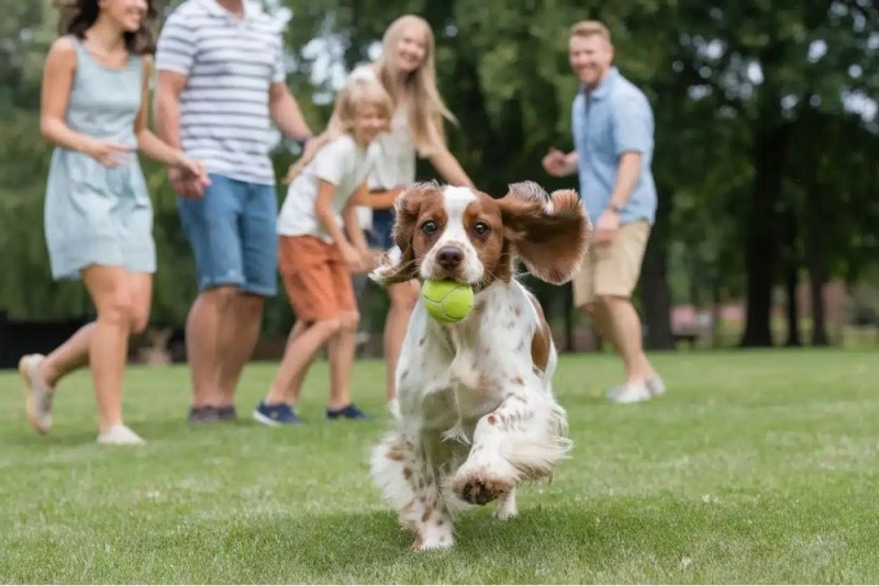 hoe oud wordt een cocker spaniel