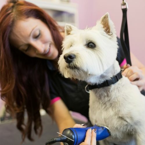 West Highland White Terrier pup te koop