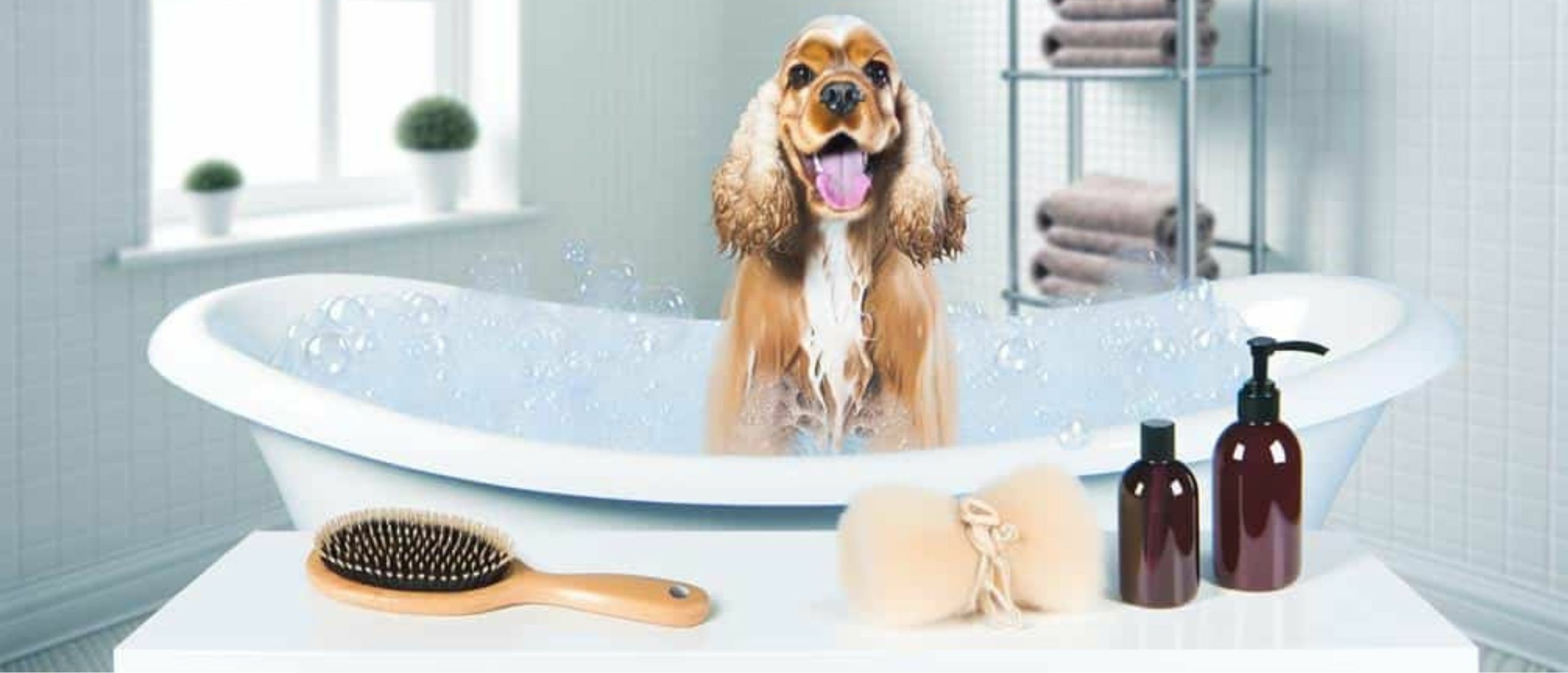 Hoe vaak moet ik een Cocker Spaniel wassen?