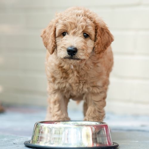 goldendoodle puppy te koop