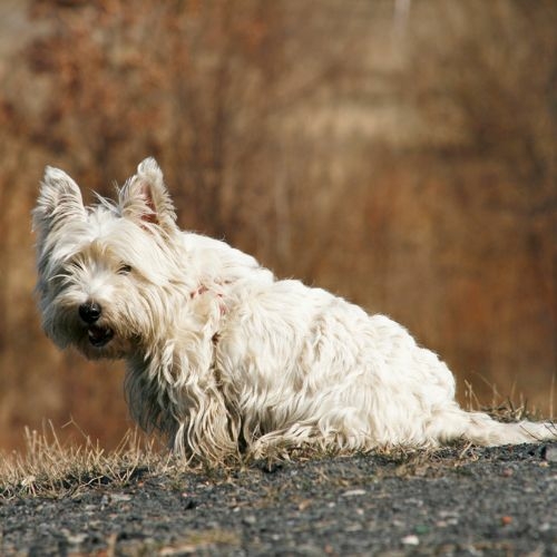 West Highland White Terrier pup kopen