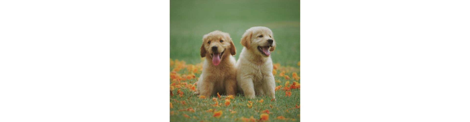 golden retriever pup te koop