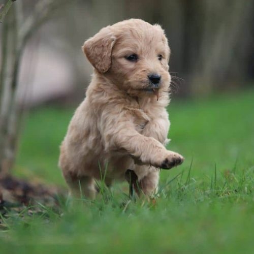 golden retriever pup kopen