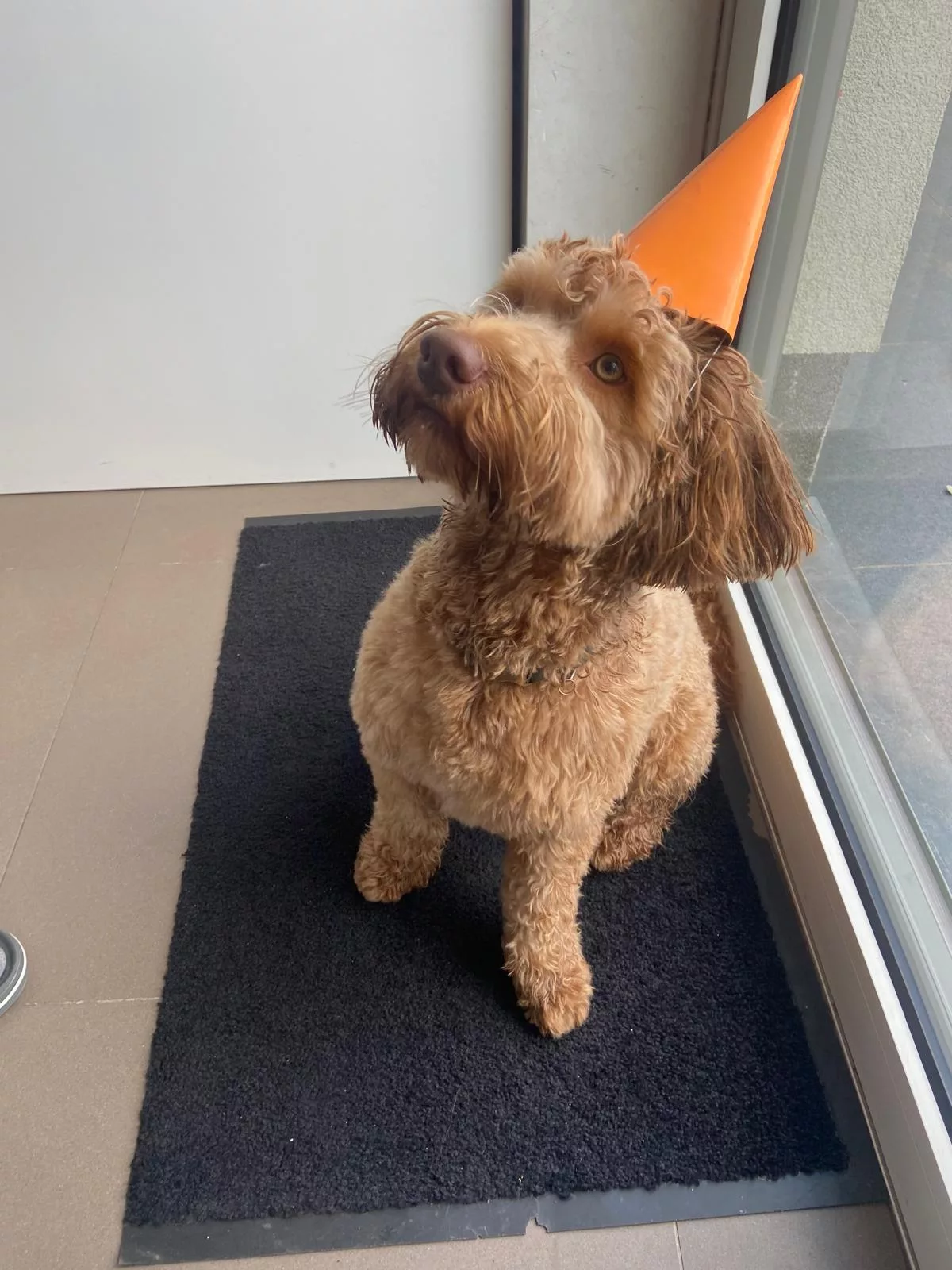 Labradoodle pup te koop