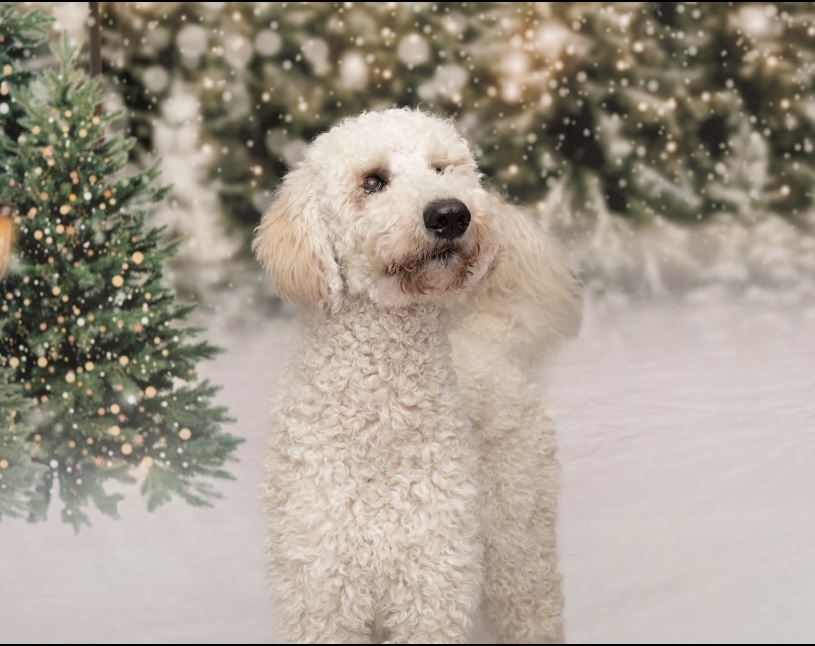 Labradoodle pup kopen