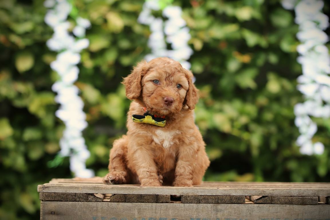 Labradoodle pup