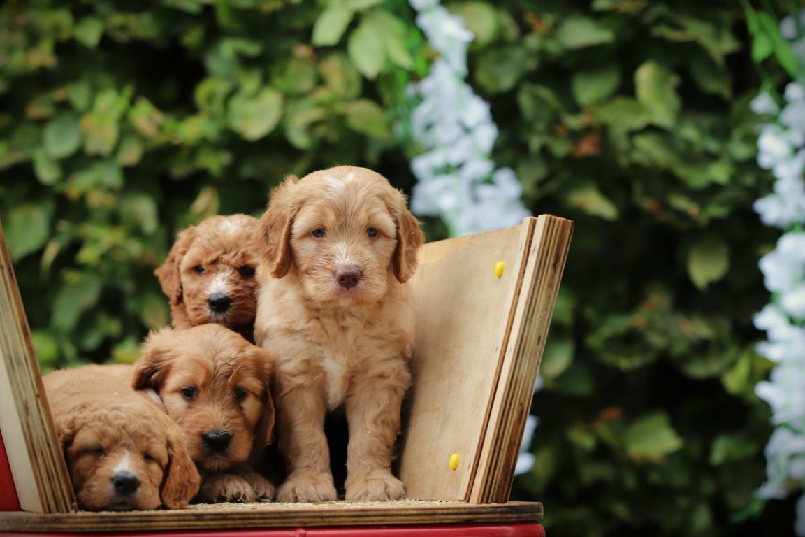 Labradoodle puppies kopen
