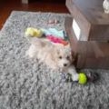 maltipoo puppy kopen