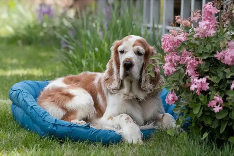 hoe oud wordt een cocker spaniel