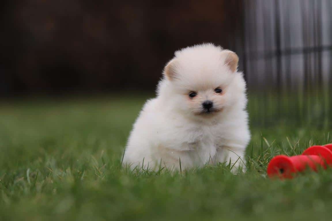 pomeriaan pup kopen