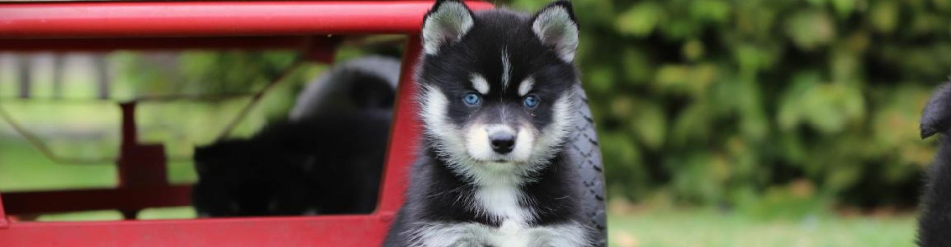 pomsky puppy te koop