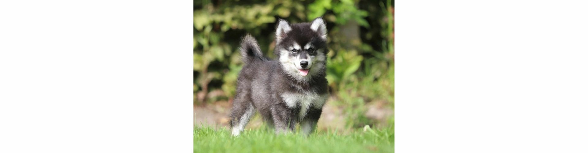 pomsky puppy te koop