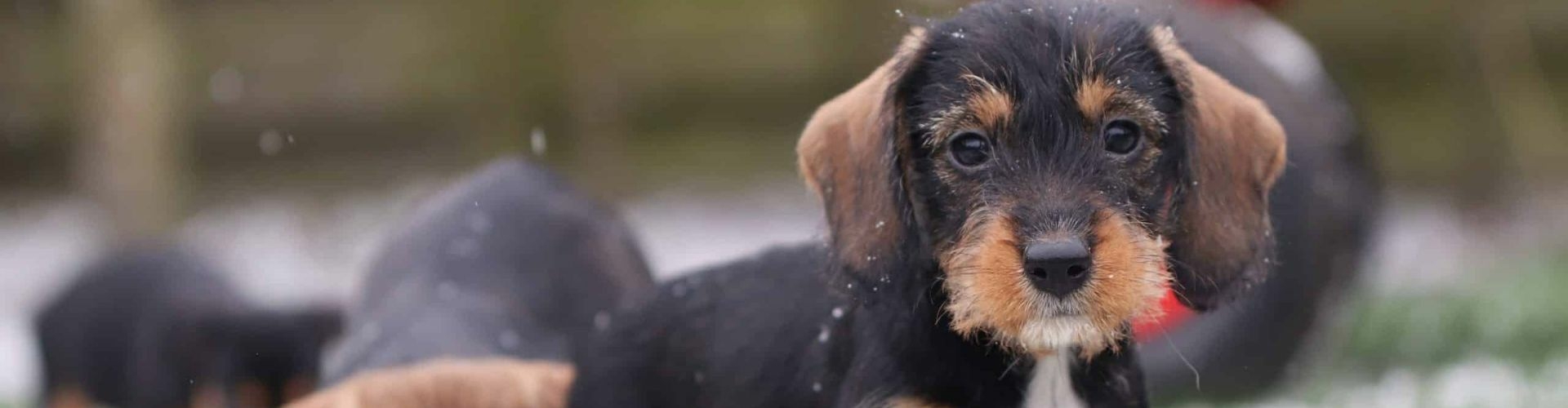 Ruwharige Dwergteckel pup kopen