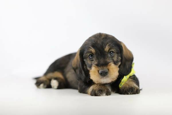 Ruwharige Dwergteckel pup te koop