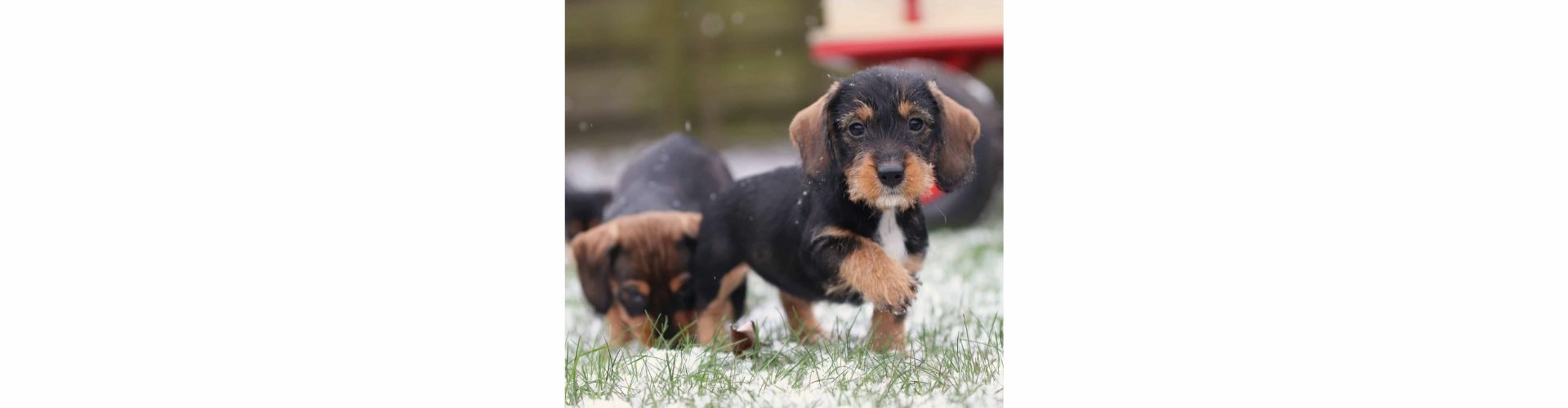 Ruwharige Dwergteckel pup te koop