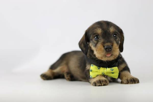 Ruwharige Dwergteckel pup te koop