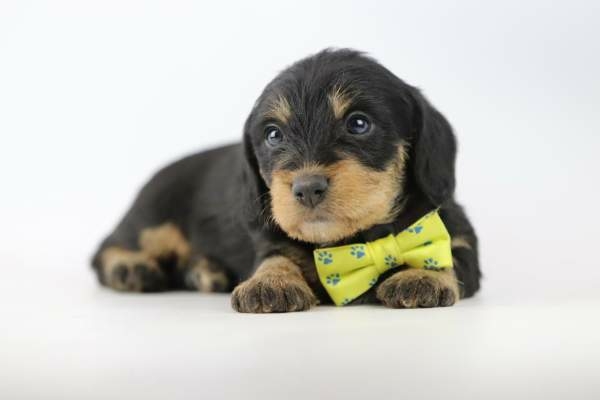 Ruwharige Dwergteckel pup kopen