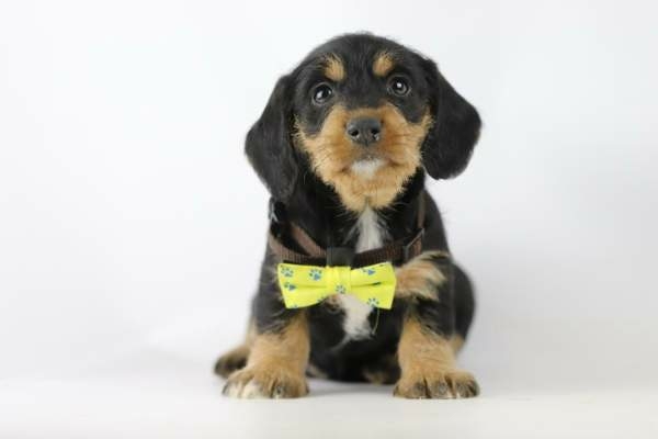 Ruwharige Dwergteckel puppy kopen