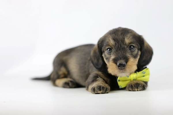 Ruwharige Dwergteckel pup te koop