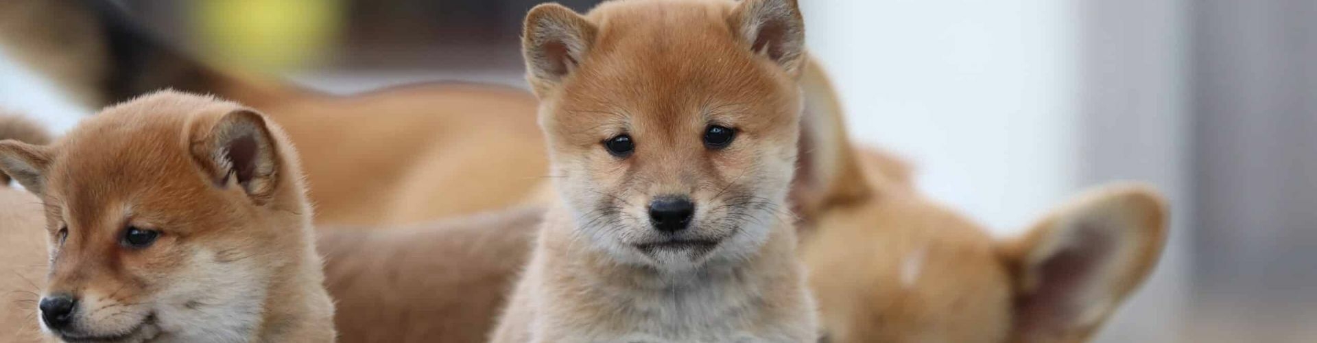 Shiba Inu pup kopen