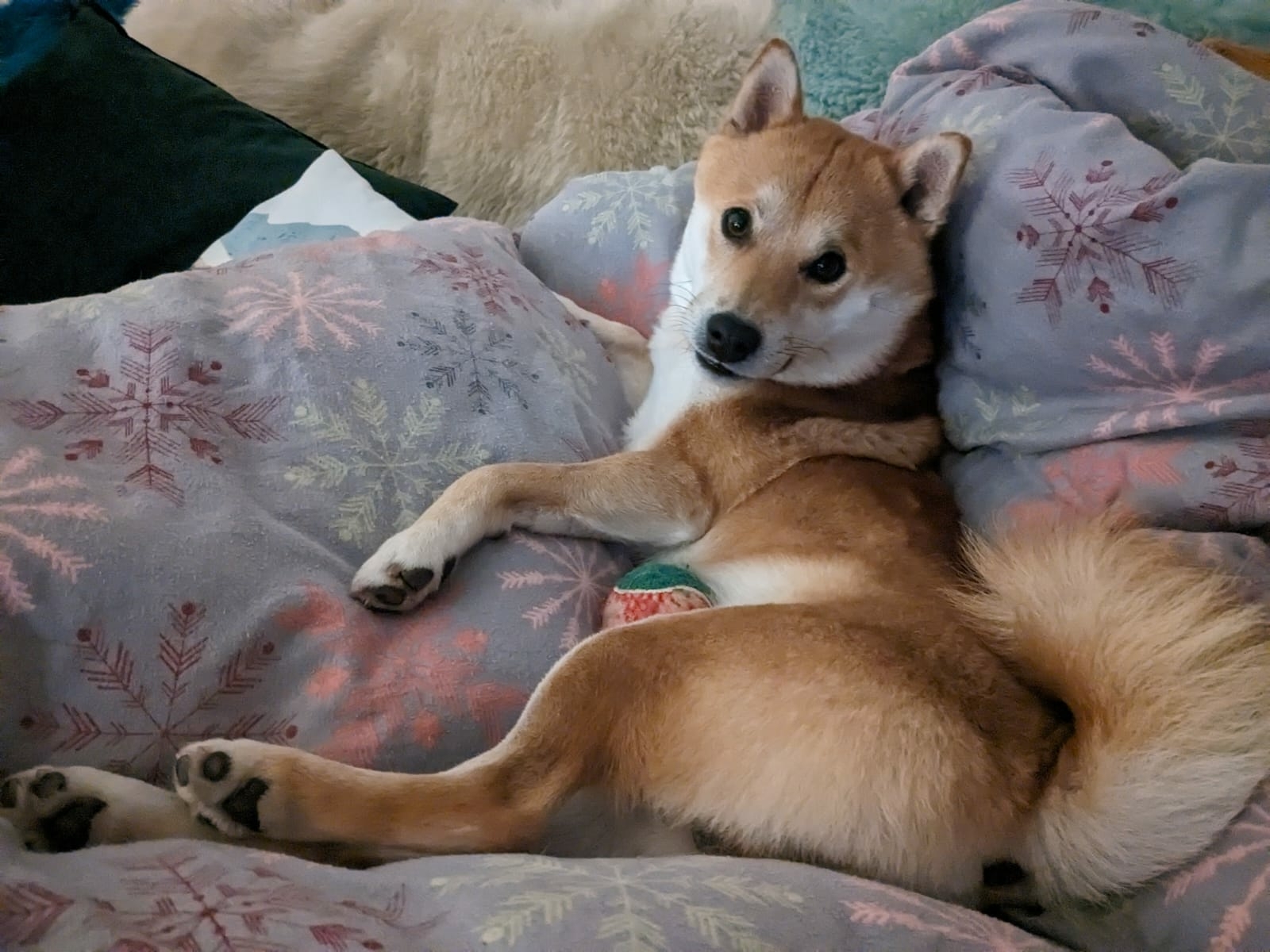 Shiba Inu