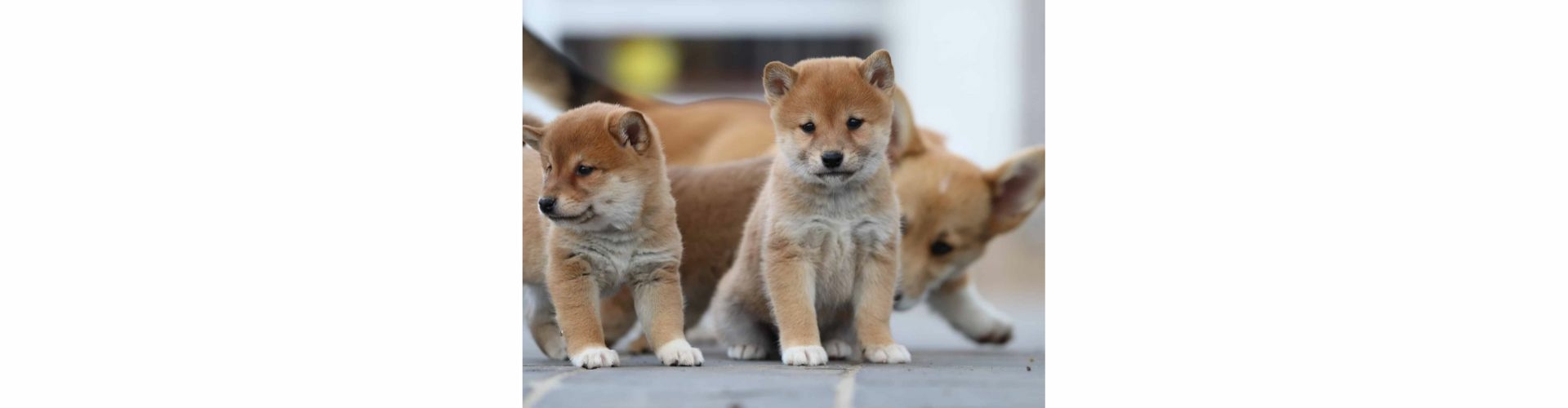 Shiba Inu pup kopen
