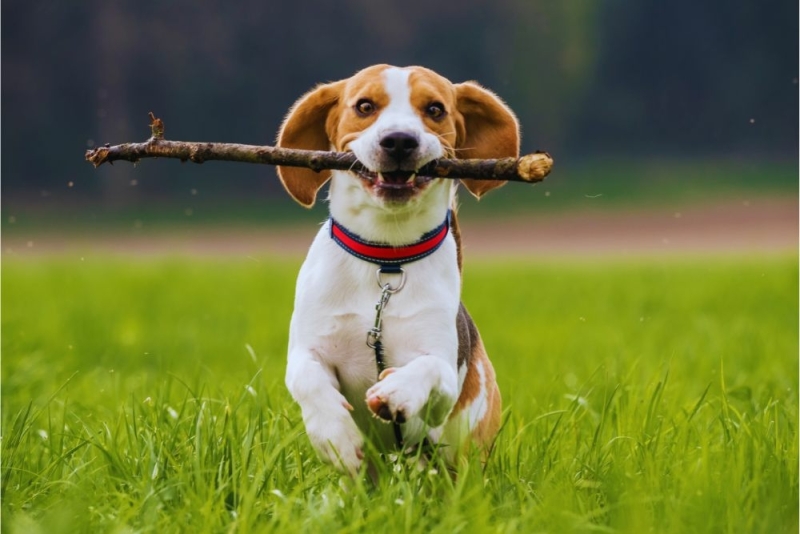 spelende Beagle Beagle puppy's in verschillende kleuren