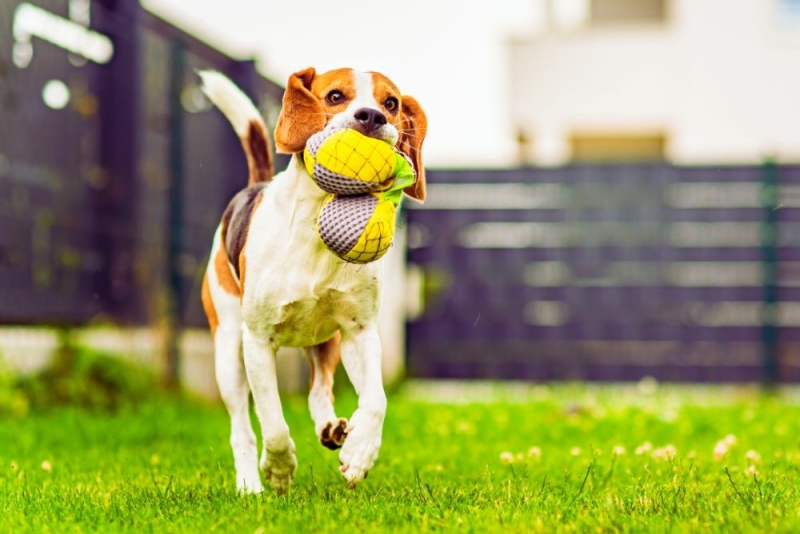 Voor- en nadelen van een Beagle