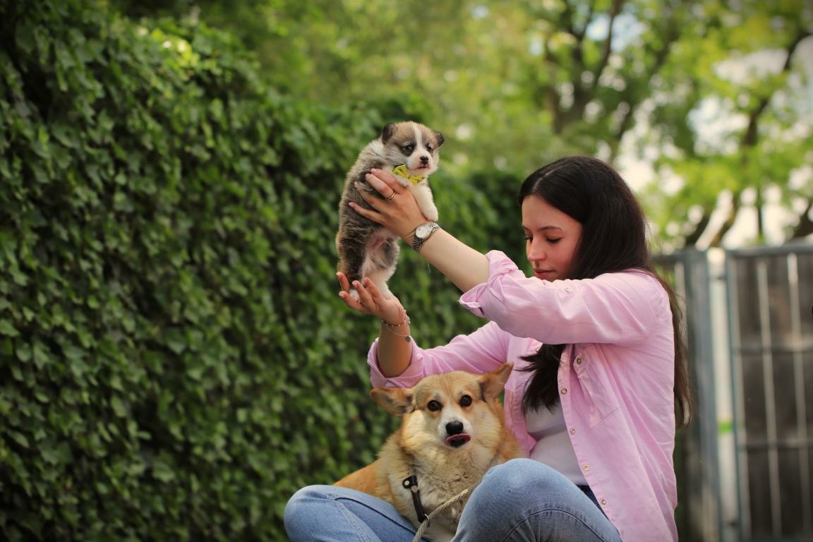 Welsh Corgi Pembroke pup kopen