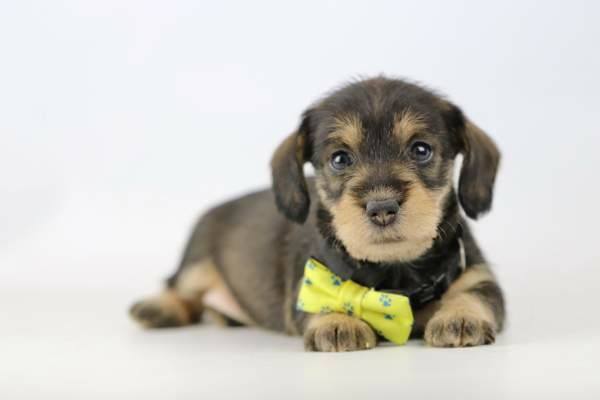 Ruwharige Dwergteckel pup kopen