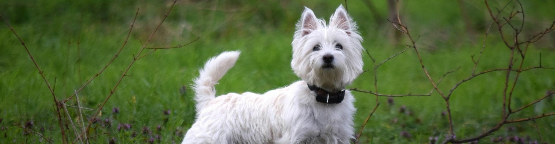 West Highland White Terrier