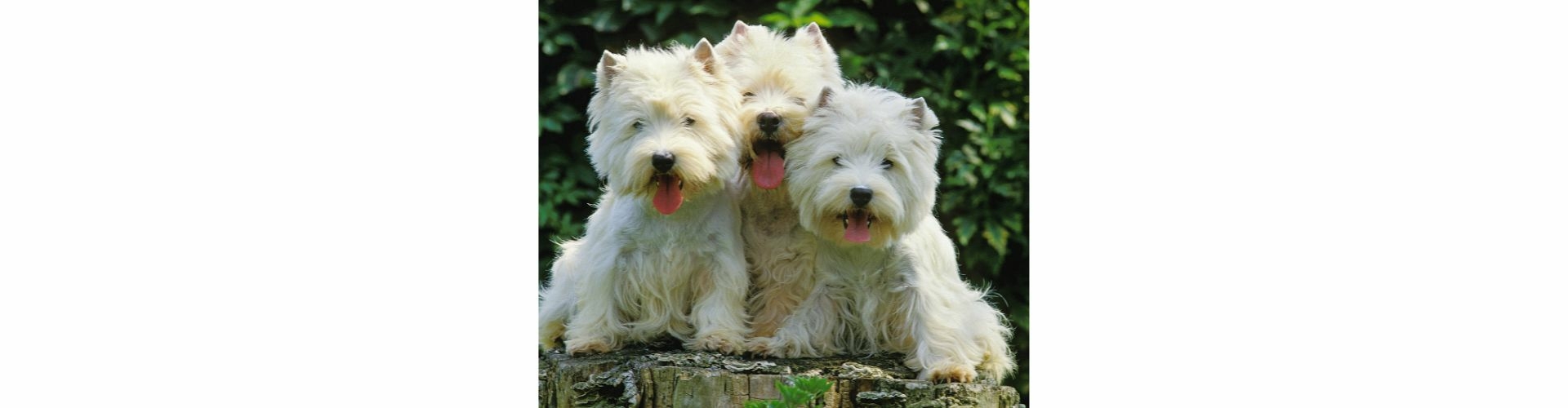 West Highland White Terrier