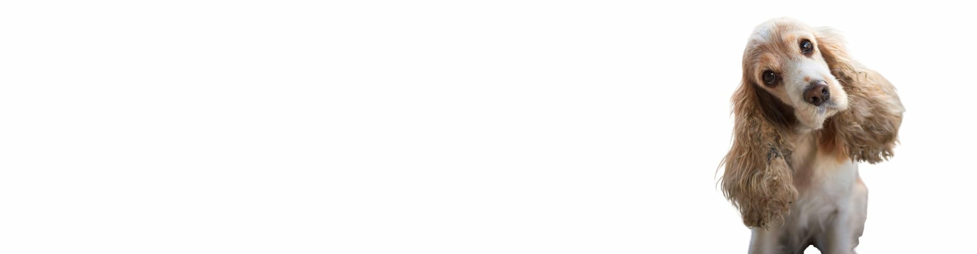 engelse cocker spaniel pups te koop