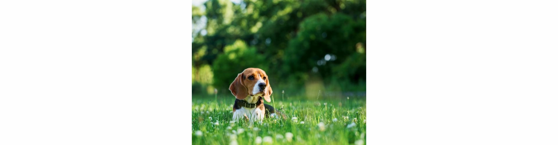 beagle puppy te koop