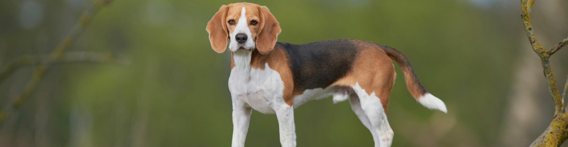 beagle puppy te koop