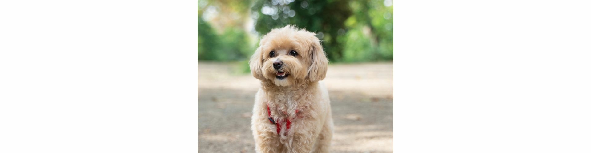 maltipoo puppy kopen