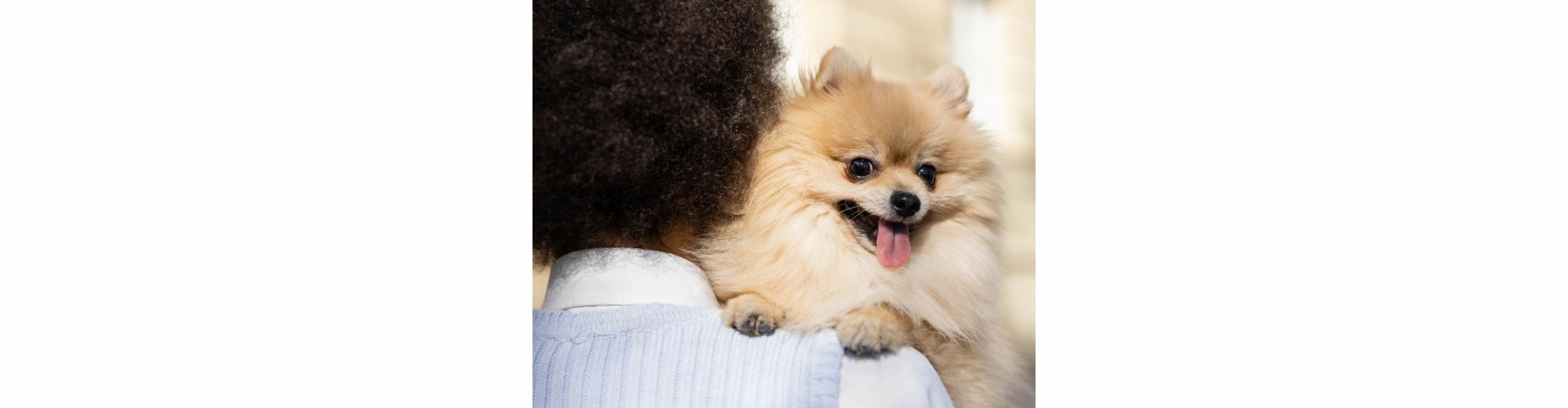 pomeriaan puppy te koop