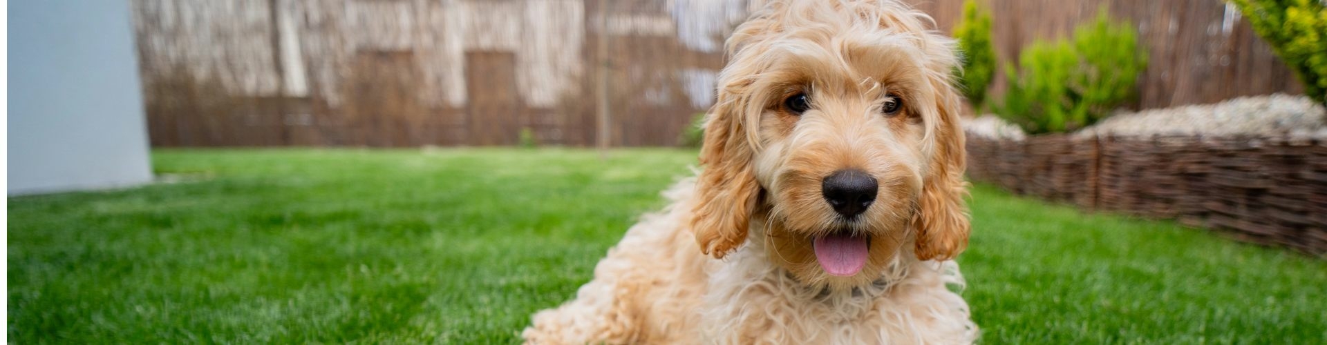 cockapoo pups te koop