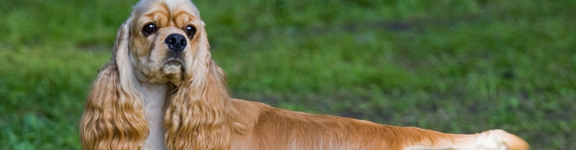 amerikaanse cocker puppy te koop